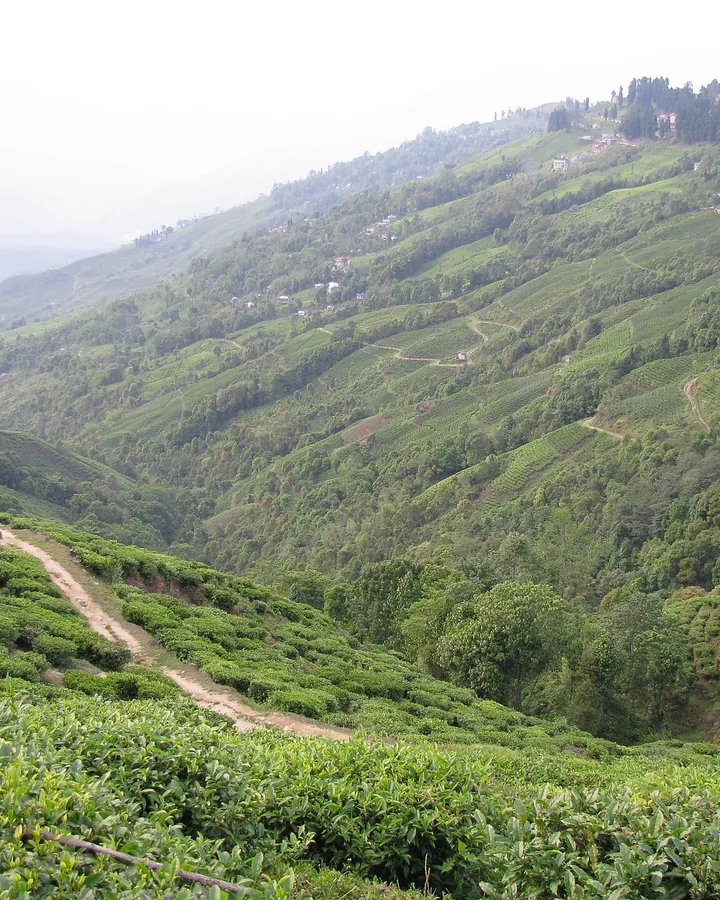 Darjeeling